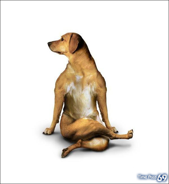 Yoga Dogs for 2010